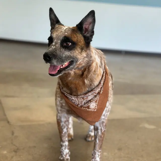 Dog Country Day School — photo from the business 12