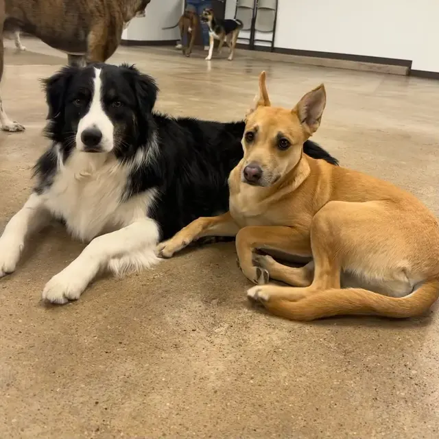 Dog Country Day School — photo from the business 5