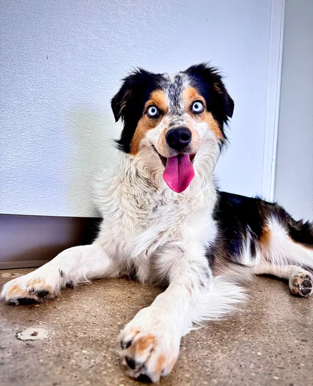 Dog Country Day School — photo from the business 1