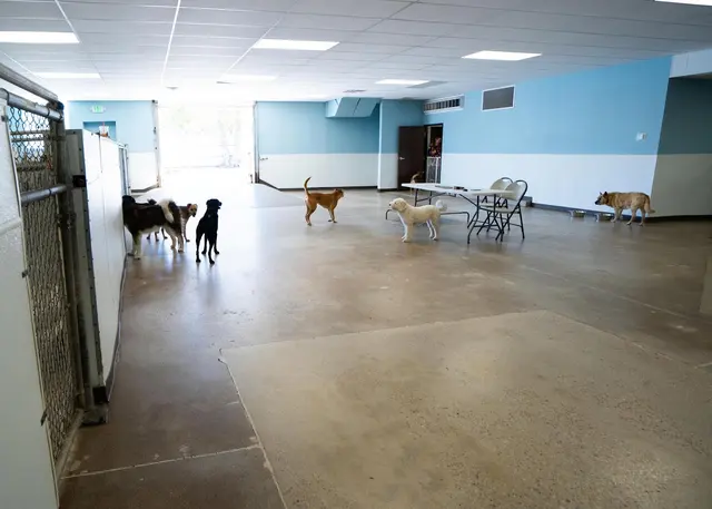 Dog Country Day School — photo from the business 7