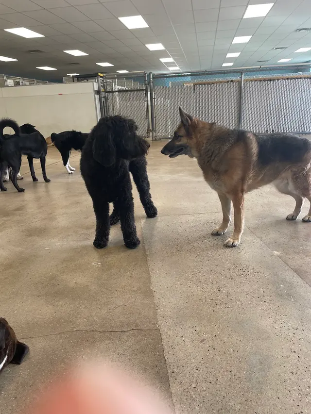 Customer photo of work by Dog Country Day School, from Caitlin Braun's review