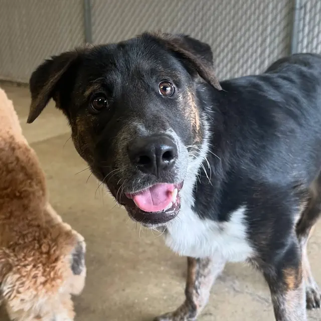 Dog Country Day School — photo from the business 4