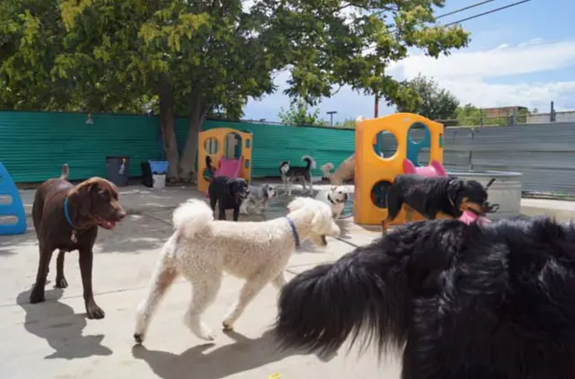 Dog Country Day School — photo from the business 3