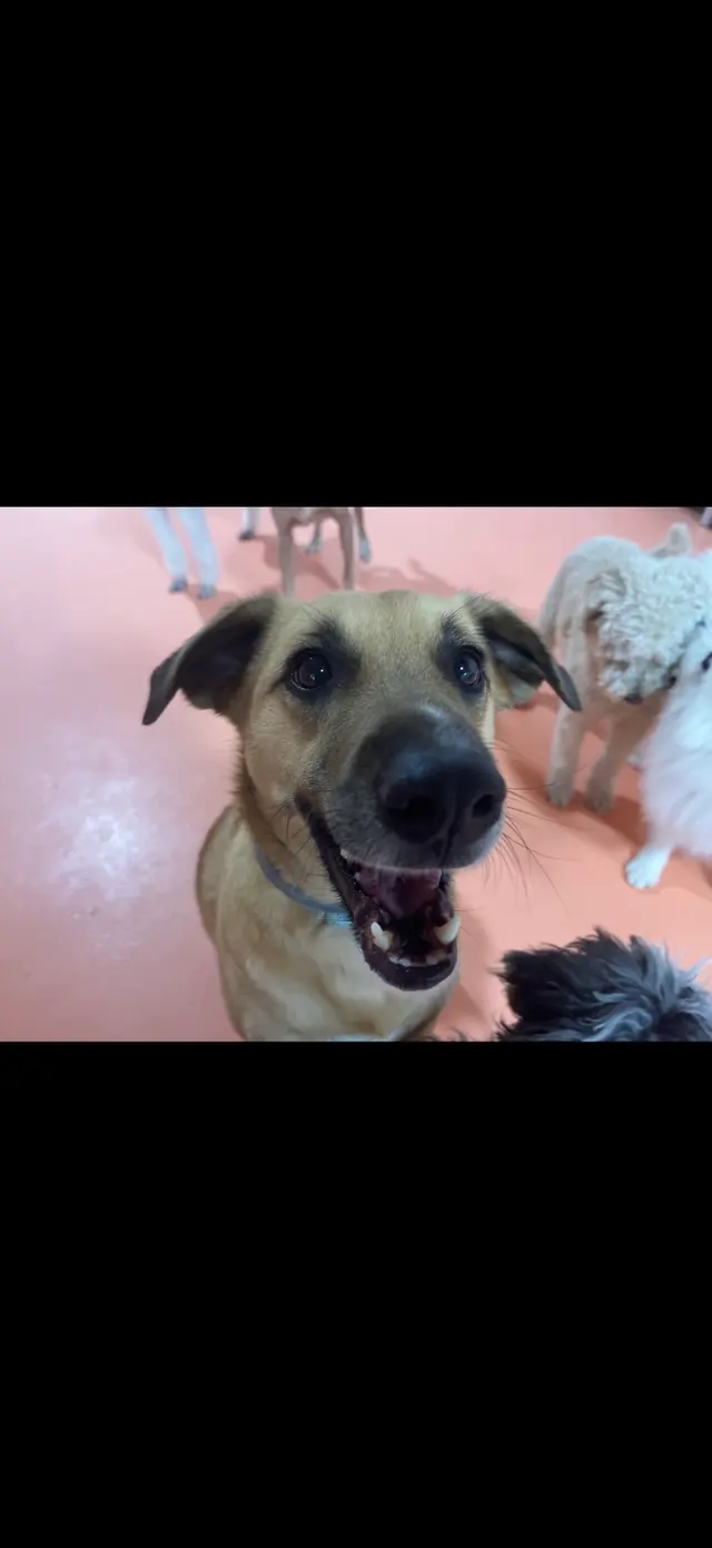Customer photo of work by Dog Country Day School, from RICHARD Villa's review