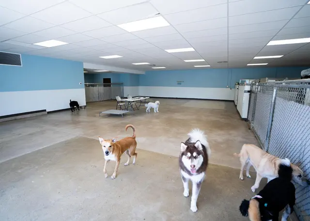 Dog Country Day School — photo from the business 2