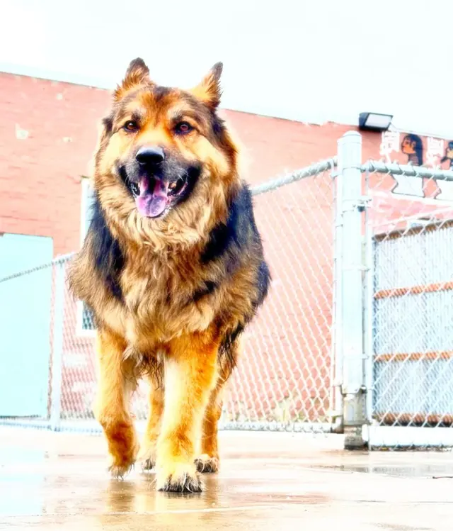 Dog Country Day School — photo from the business 6