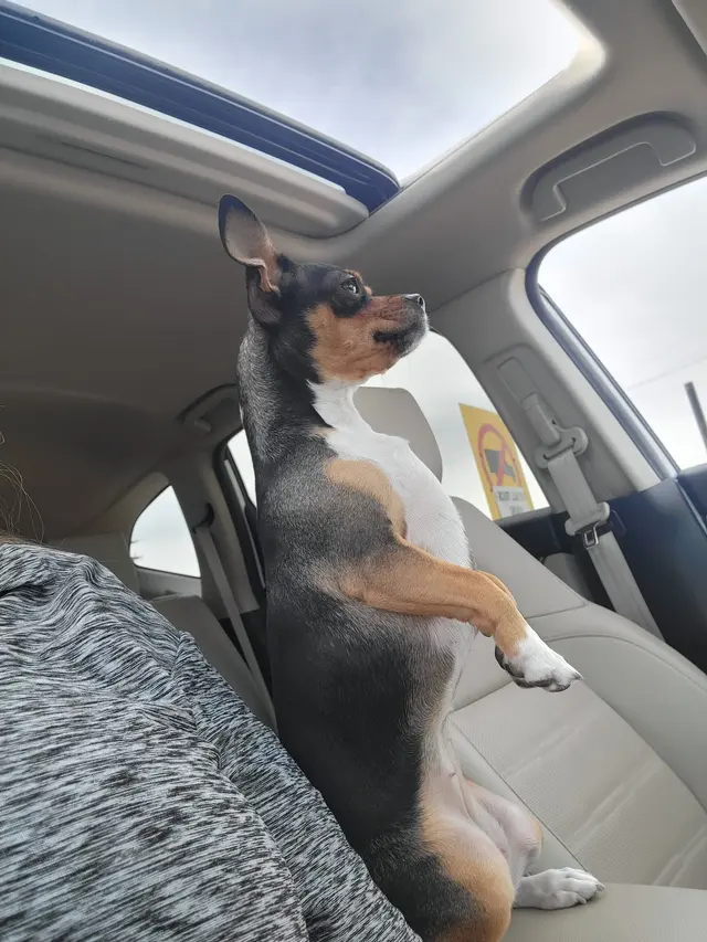 Wesco Grooming — customer photo 7