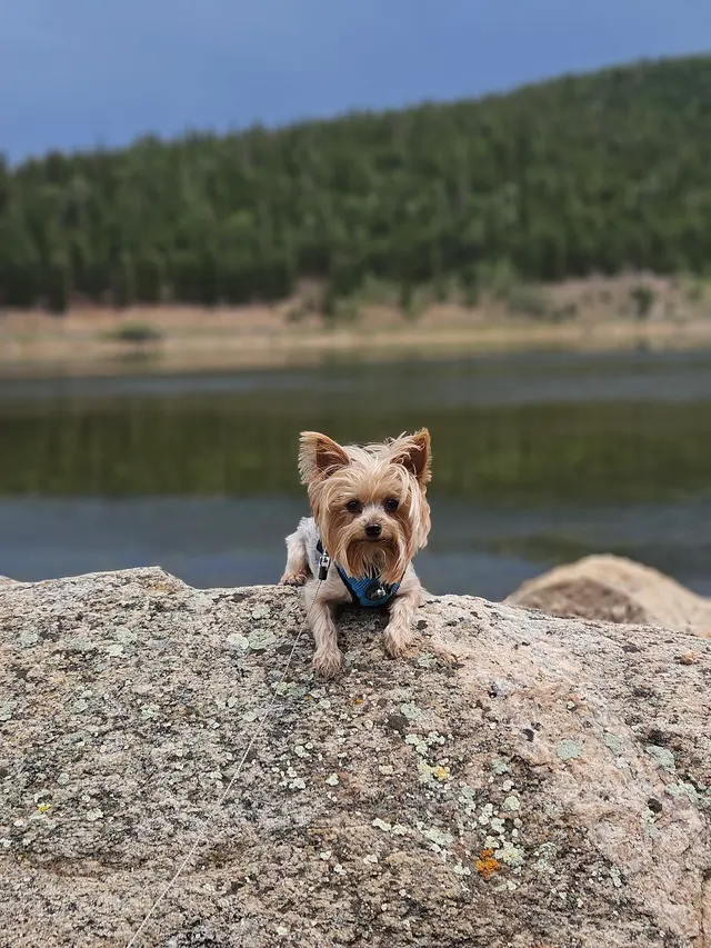 Wesco Grooming — customer photo 6