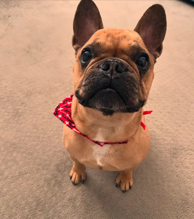Wesco Grooming — customer photo 1