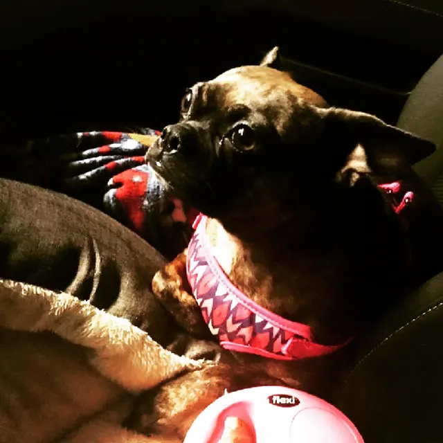 Wesco Grooming — customer photo 4