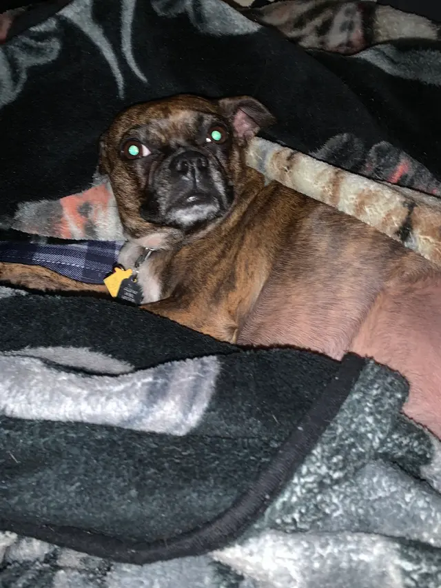 Wesco Grooming — customer photo 5