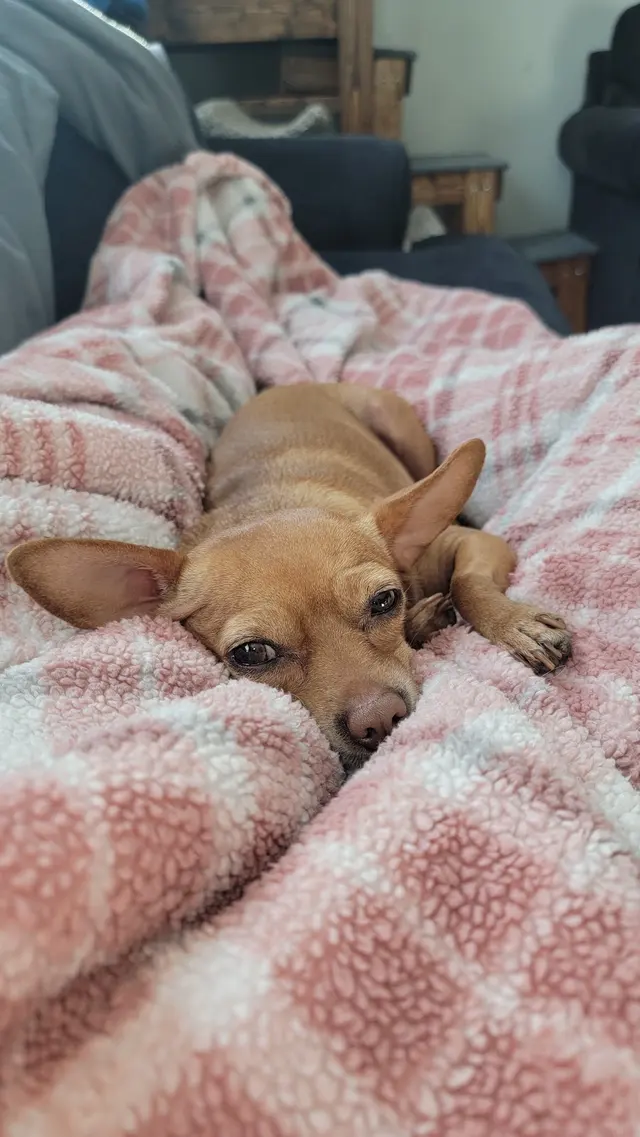 Wesco Grooming — customer photo 8