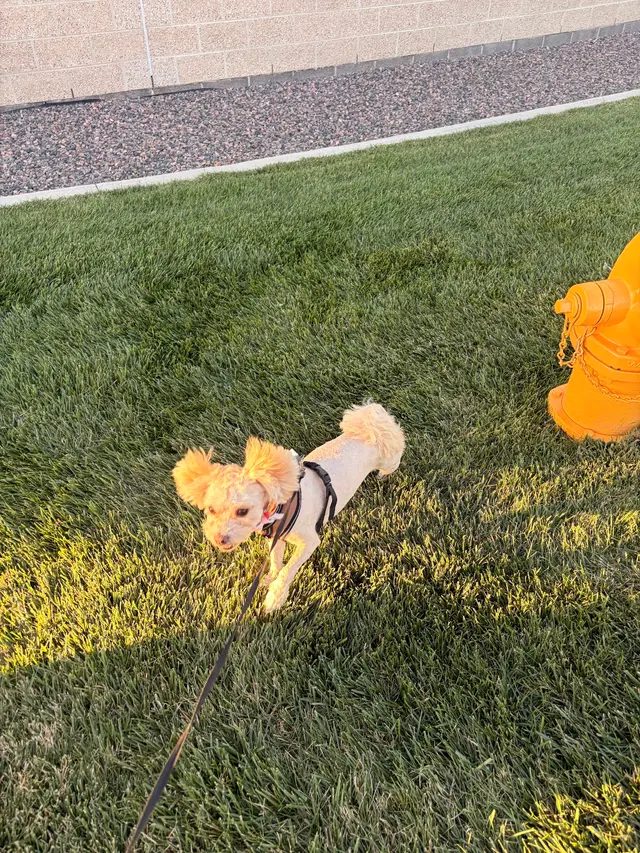 Aurora Pet Grooming — customer photo 11