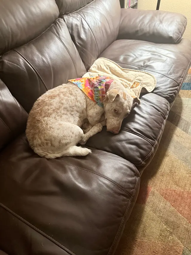 Aurora Pet Grooming — customer photo 4