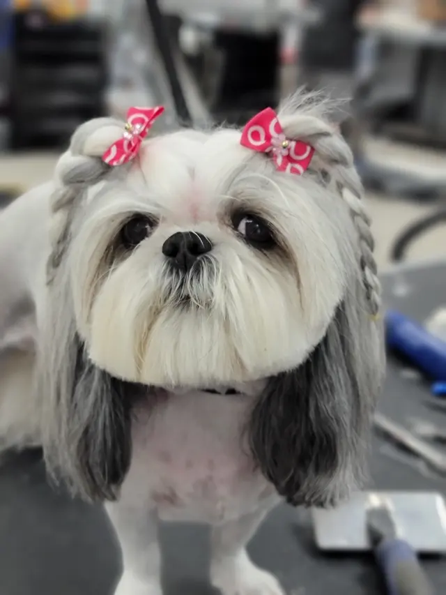 Aurora Pet Grooming — photo from the business 2