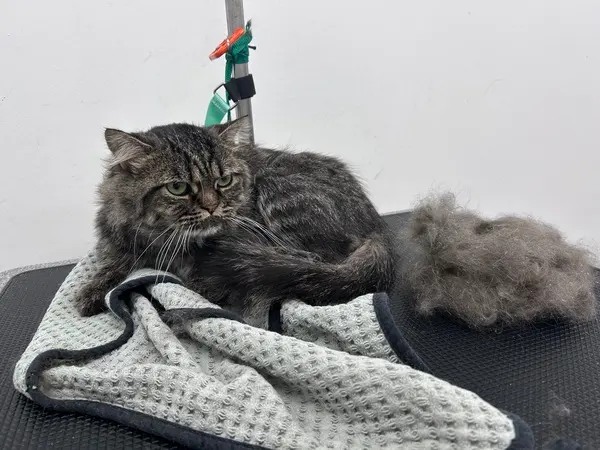 Aurora Pet Grooming — customer photo 10