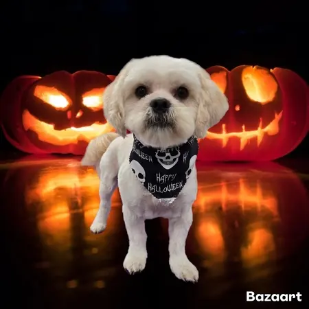 Aurora Pet Grooming — customer photo 9