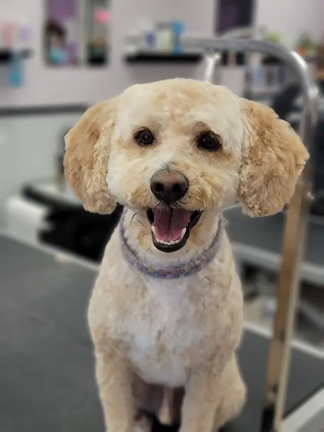 Aurora Pet Grooming — photo from the business 1