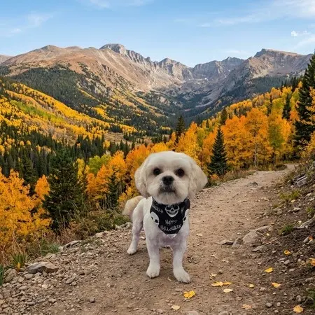 Aurora Pet Grooming — customer photo 7