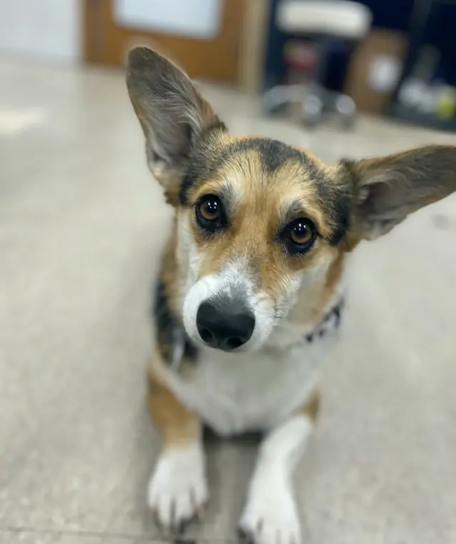 Aurora Pet Grooming — photo from the business 3