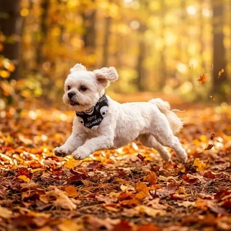 Aurora Pet Grooming — customer photo 8