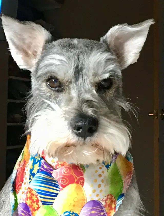 Dream Team Pet Grooming LLC — customer photo 12