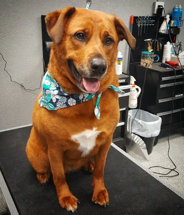 Dream Team Pet Grooming LLC — customer photo 4