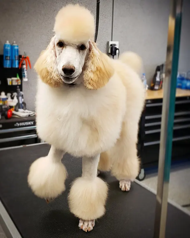 Dream Team Pet Grooming LLC — customer photo 2