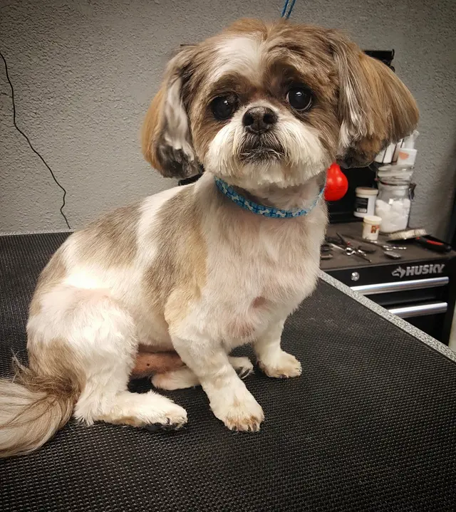Dream Team Pet Grooming LLC — customer photo 8