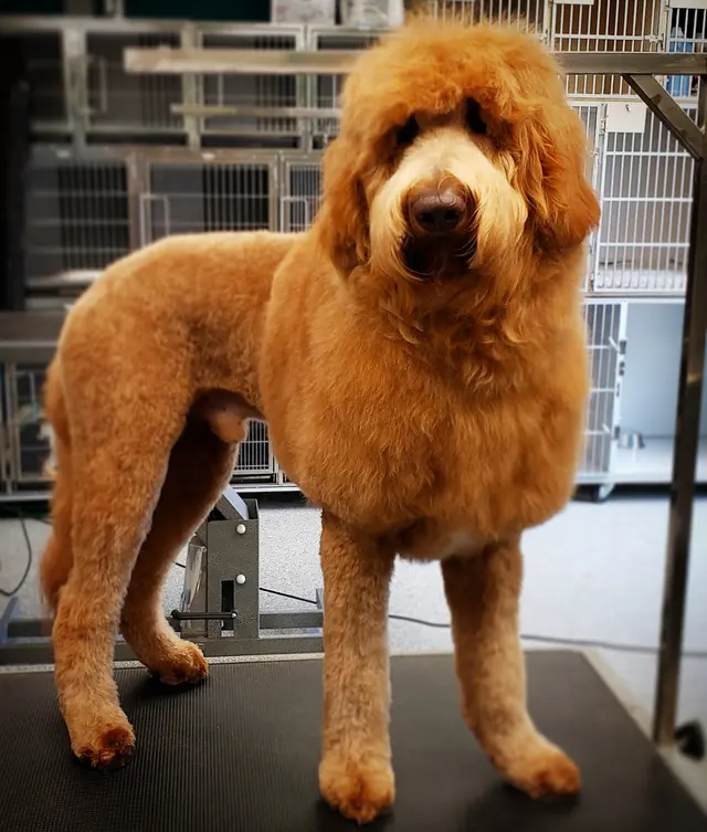 Dream Team Pet Grooming LLC — customer photo 11