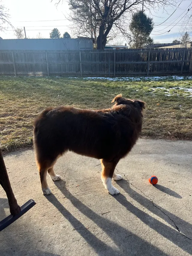 Customer photo of work by Dream Team Pet Grooming LLC, from Rebekah Staub's review