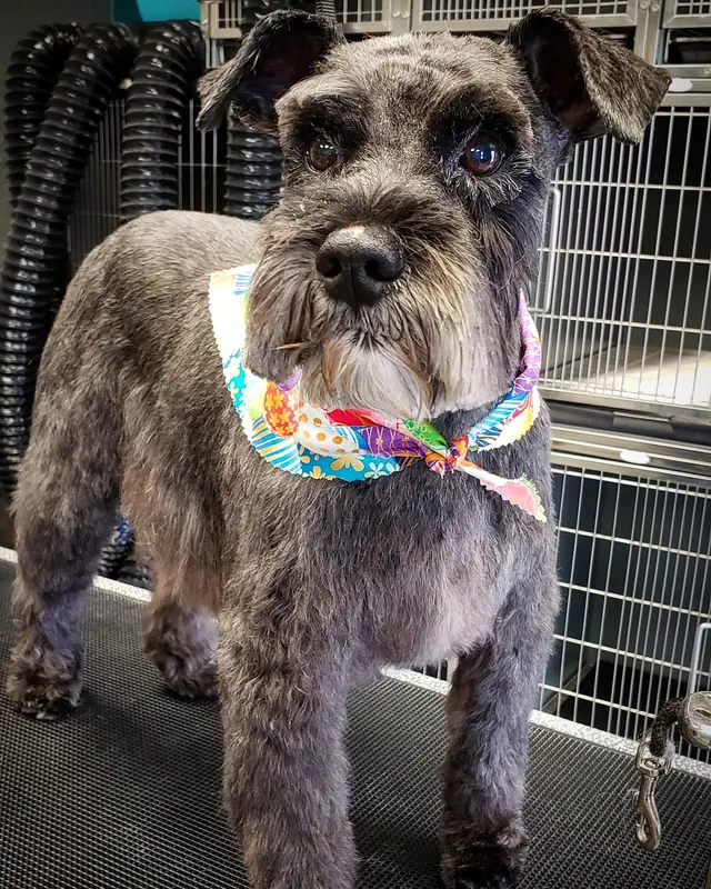 Dream Team Pet Grooming LLC — customer photo 7