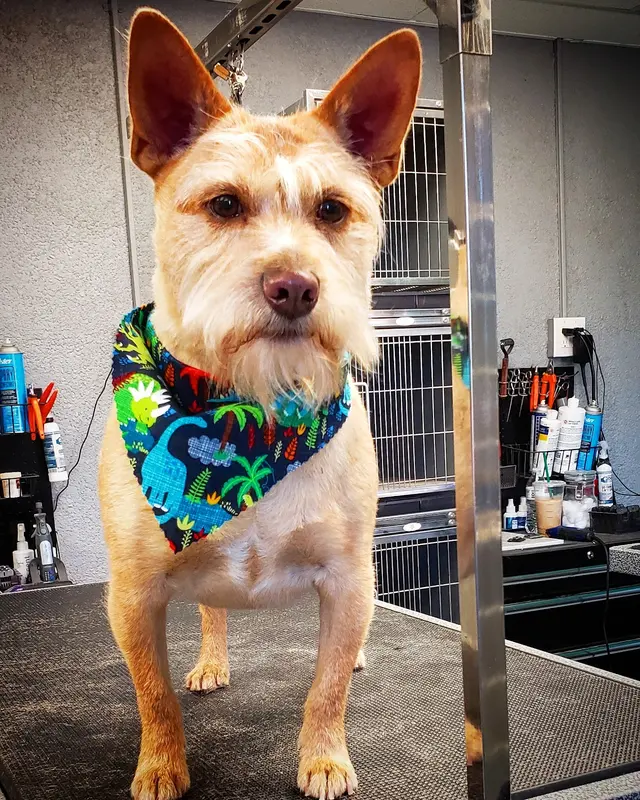 Dream Team Pet Grooming LLC — customer photo 3
