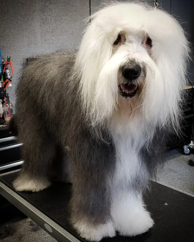 Dream Team Pet Grooming LLC — customer photo 5