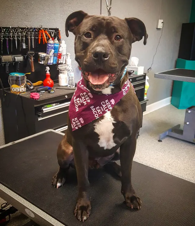 Dream Team Pet Grooming LLC — customer photo 9