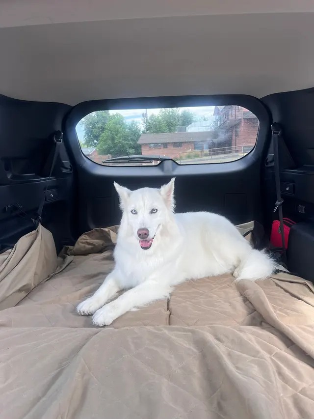 Customer photo of work by Dream Team Pet Grooming LLC, from Caroline Thuer's review