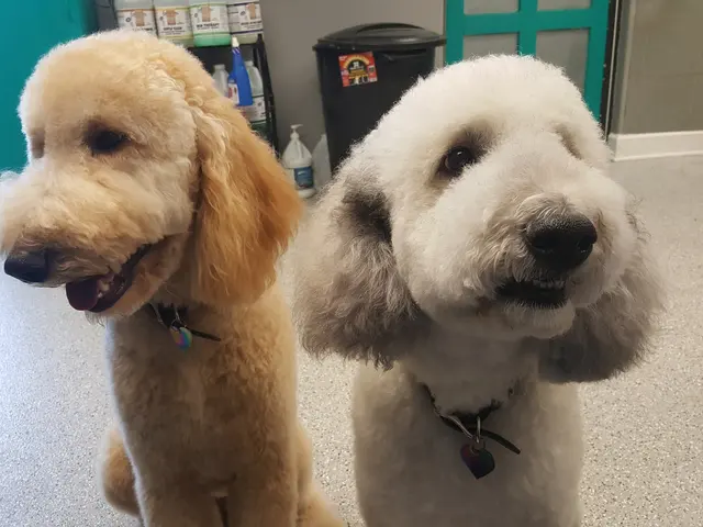 Dream Team Pet Grooming LLC — photo from the business 1