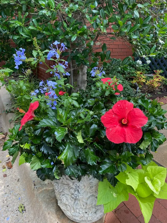 Sunshine's Garden Design, LLC — photo from the business 5