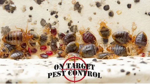 On Target Pest Control — photo from the business 6