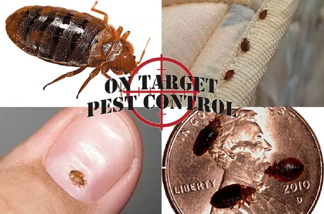On Target Pest Control — photo from the business 7