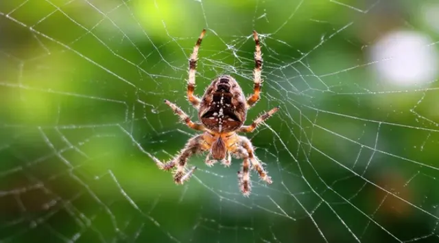 Nexus Pest Solutions — photo from the business 5