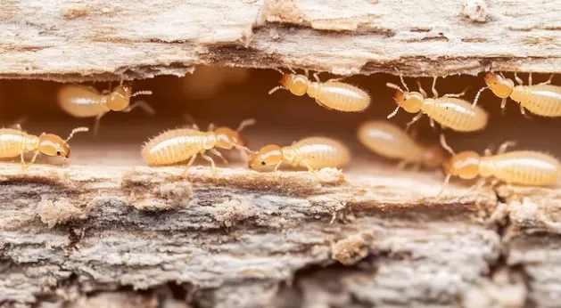 Nexus Pest Solutions — photo from the business 7