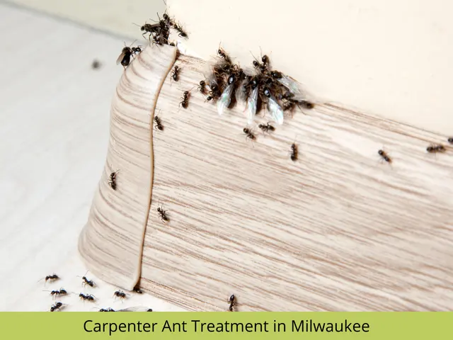 Nexus Pest Solutions — photo from the business 8