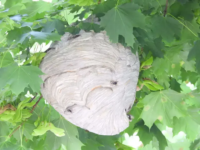 The Bug Man and Queen Bee — customer photo 2