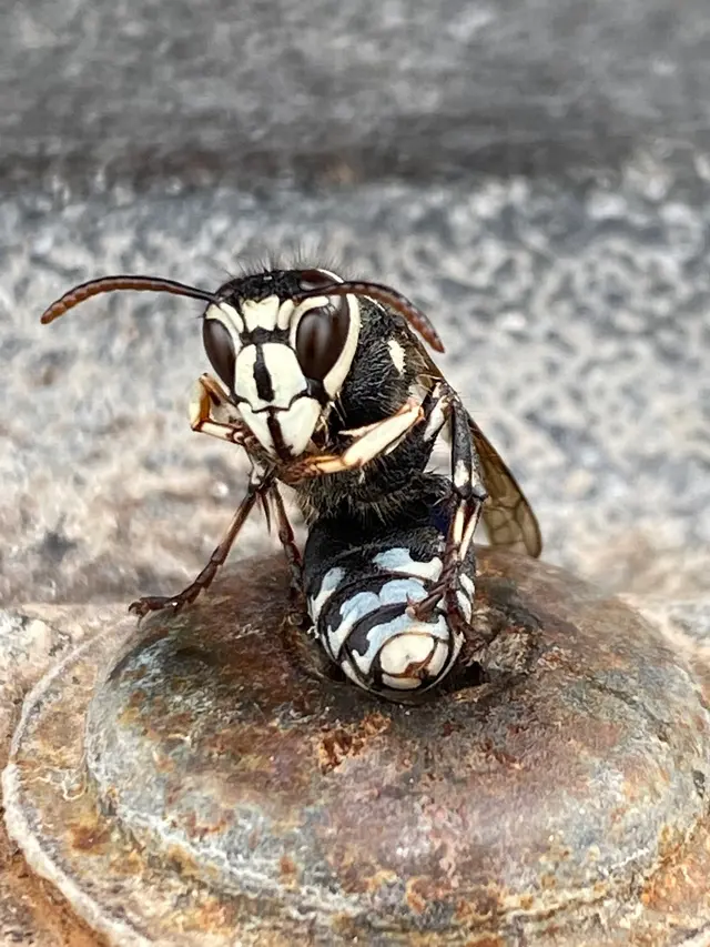 The Bug Man and Queen Bee — photo from the business 6