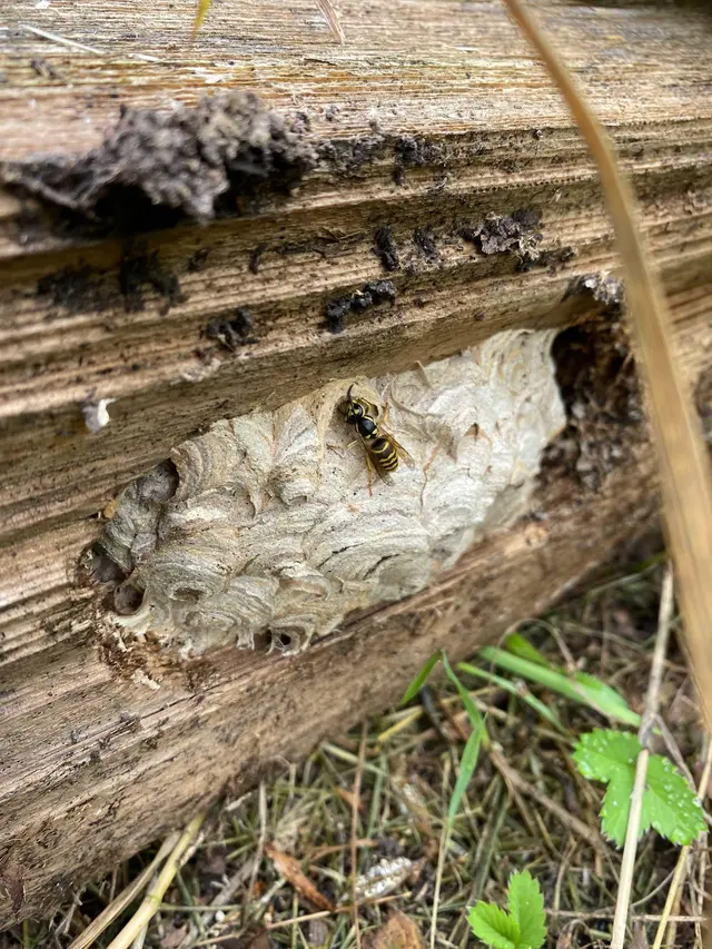 The Bug Man and Queen Bee — photo from the business 7
