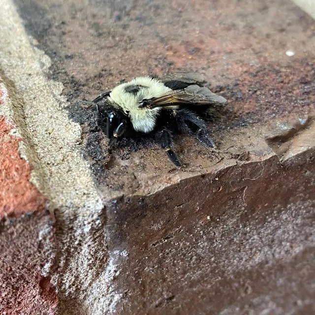 The Bug Man and Queen Bee — photo from the business 10