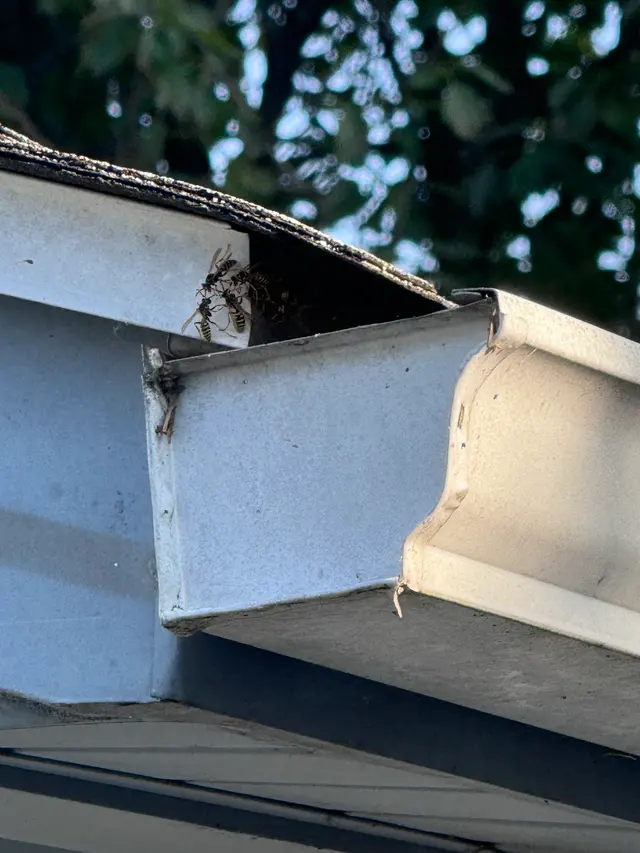 Bug Masters Pest Control — customer photo 9