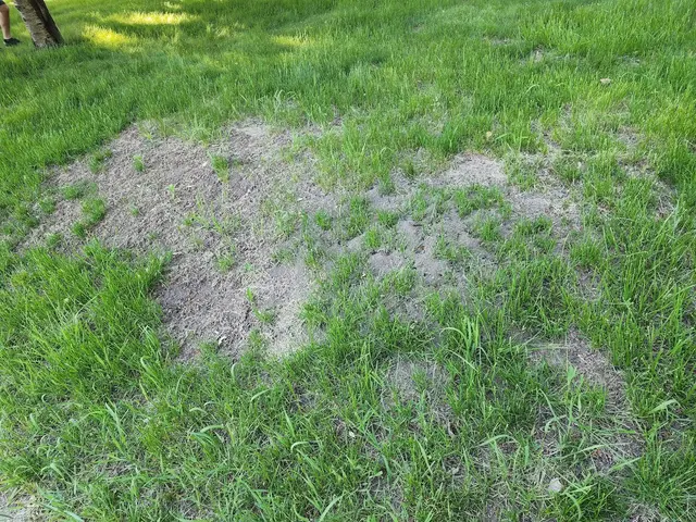 Bug Masters Pest Control — customer photo 1
