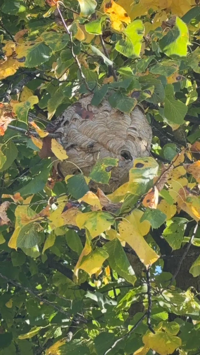 Bug Masters Pest Control — customer photo 8